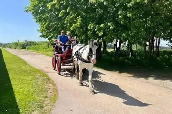 One Hour Horse Drawn Carriage Ride with Afternoon Tea for Two