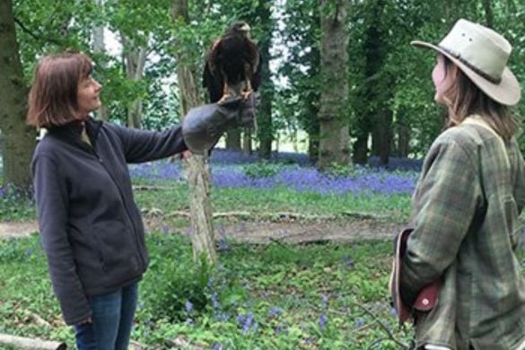 One Hour Birds Of Prey 'Rangle' Session - Surrey