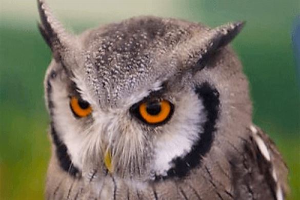 Owl Encounter In Hertfordshire