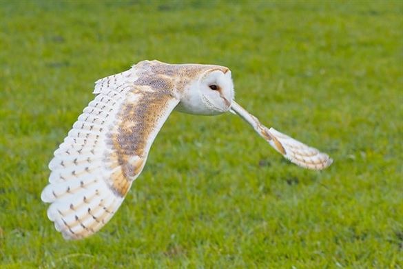 Owl Encounter In West Yorkshire