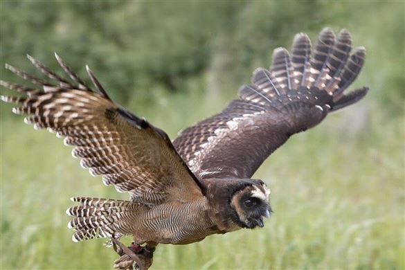 Owl Encounter for Two - Hertfordshire