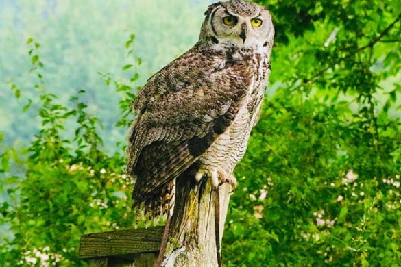 Falconry Owl Encounter or Hawk Walk - Tunbridge Wells