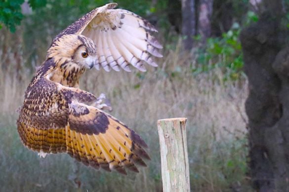 Falconry Owl Encounter or Hawk Walk - Tunbridge Wells