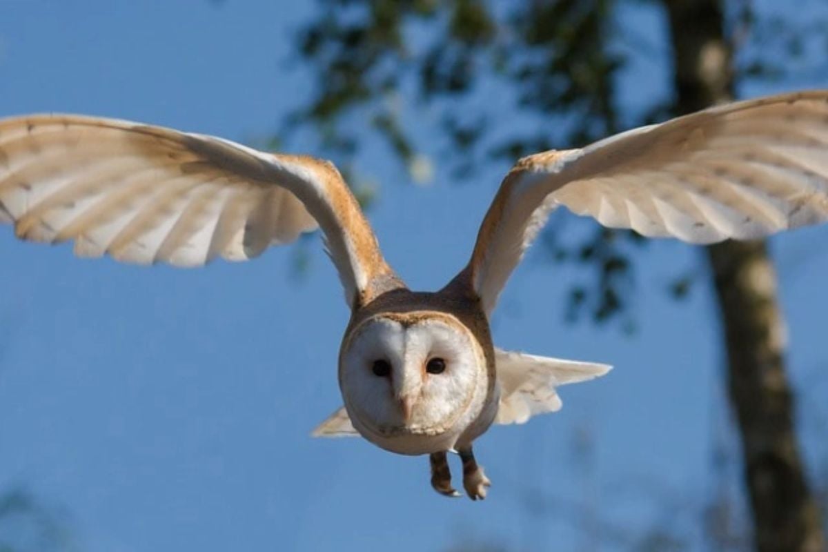 Willows Bird of Prey Centre Owl Experience in Kent