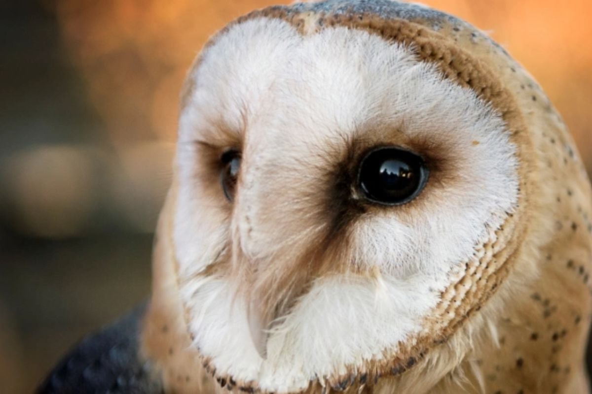 Willows Bird of Prey Centre Owl Experience in Kent