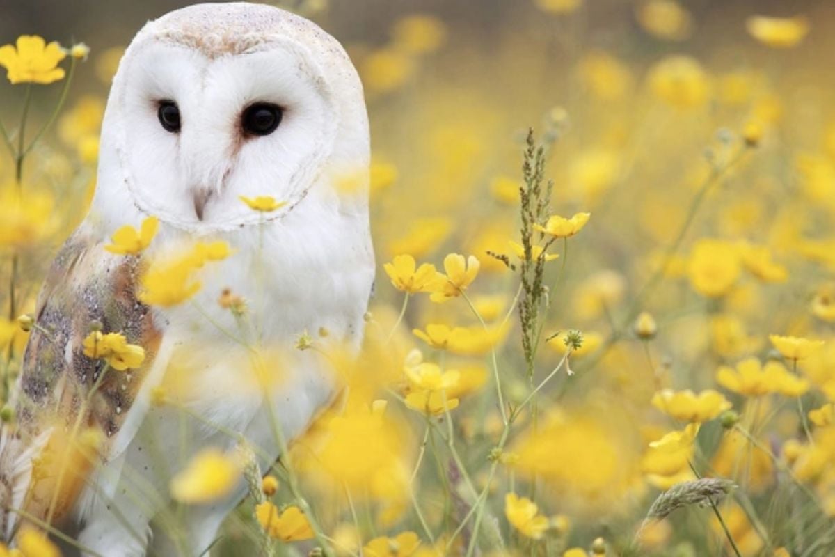 Willows Bird of Prey Centre Owl Experience in Kent