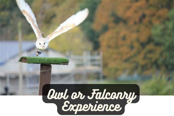 Owl or Falconry Experience