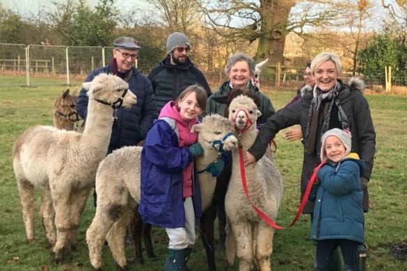 Parent and Child Alpaca Experience for 2 in Warwickshire