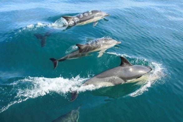 Pembrokeshire Whale and Dolphin Watching Experience