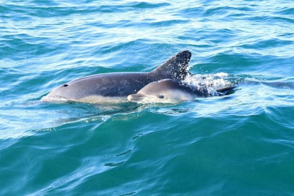 Pembrokeshire Whale and Dolphin Watching Experience