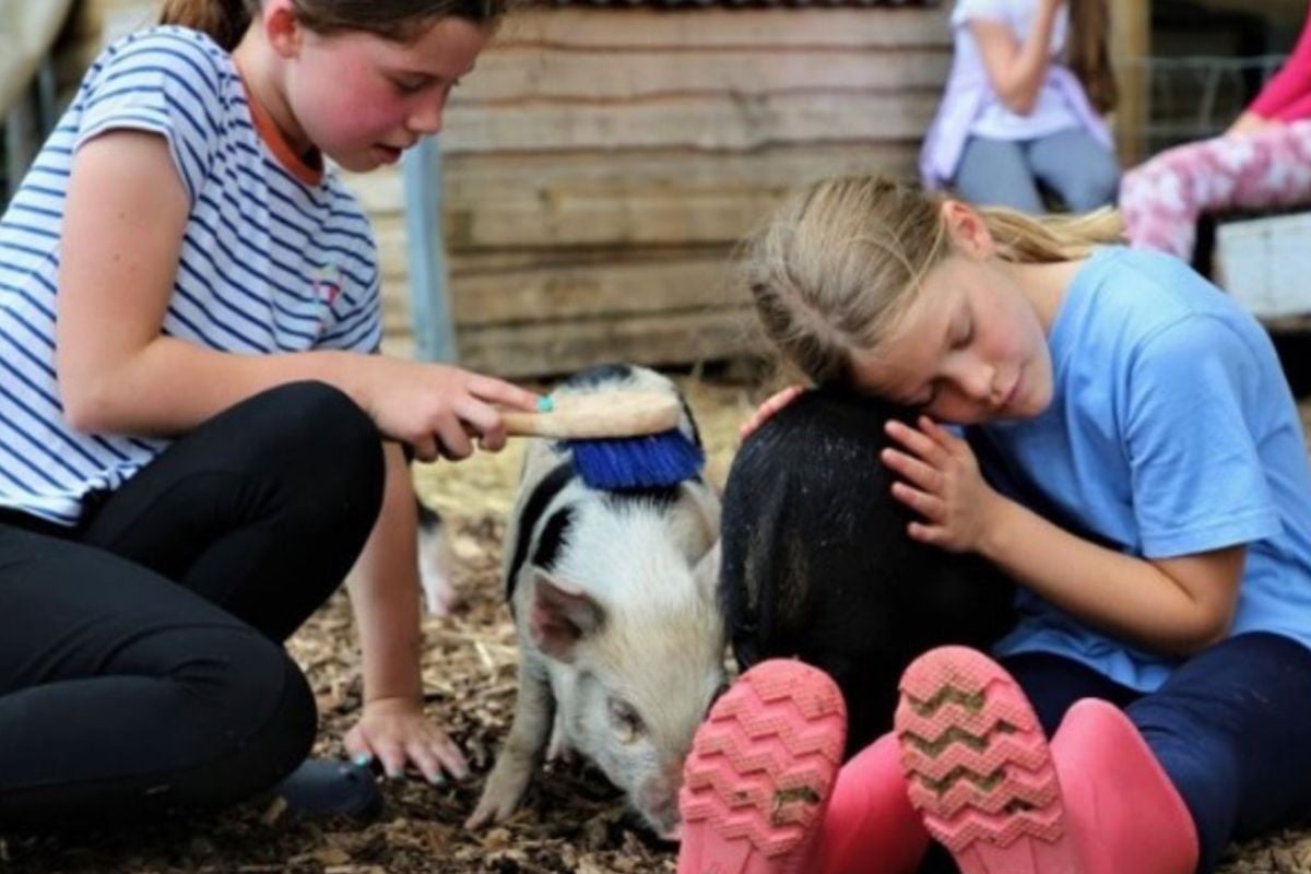 Piggy Pet & Play at Kew Little Pigs Farm (Adult 16+)