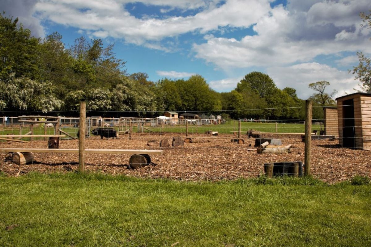 Piggy Pet & Play at Kew Little Pigs Farm (Child Ages 3-15)