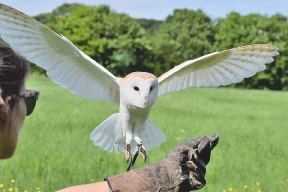 Private Family Owl Experience