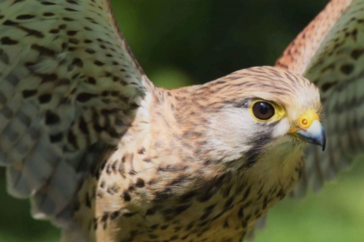 Private Family Owl Experience