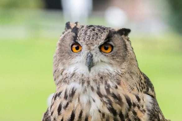 Raptor Experience - Edinburgh