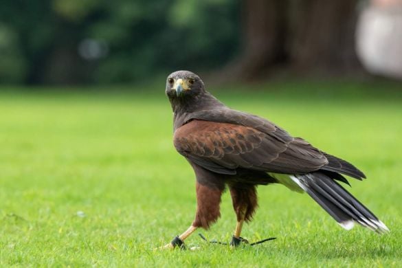 Raptor Experience - Edinburgh