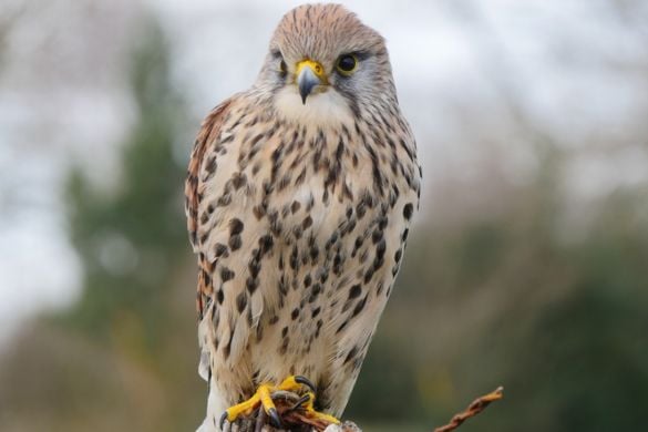 Raptor Experience for Two - Shropshire