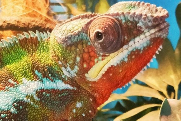Reptile Encounter in Cheshire