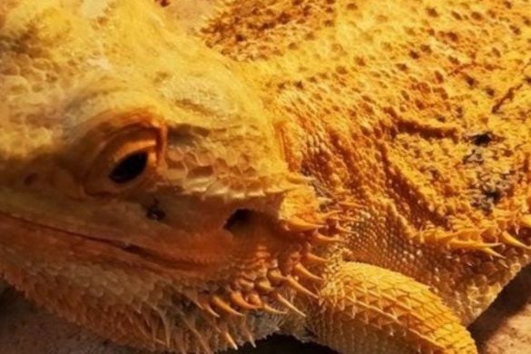 Reptile Encounter in Cheshire