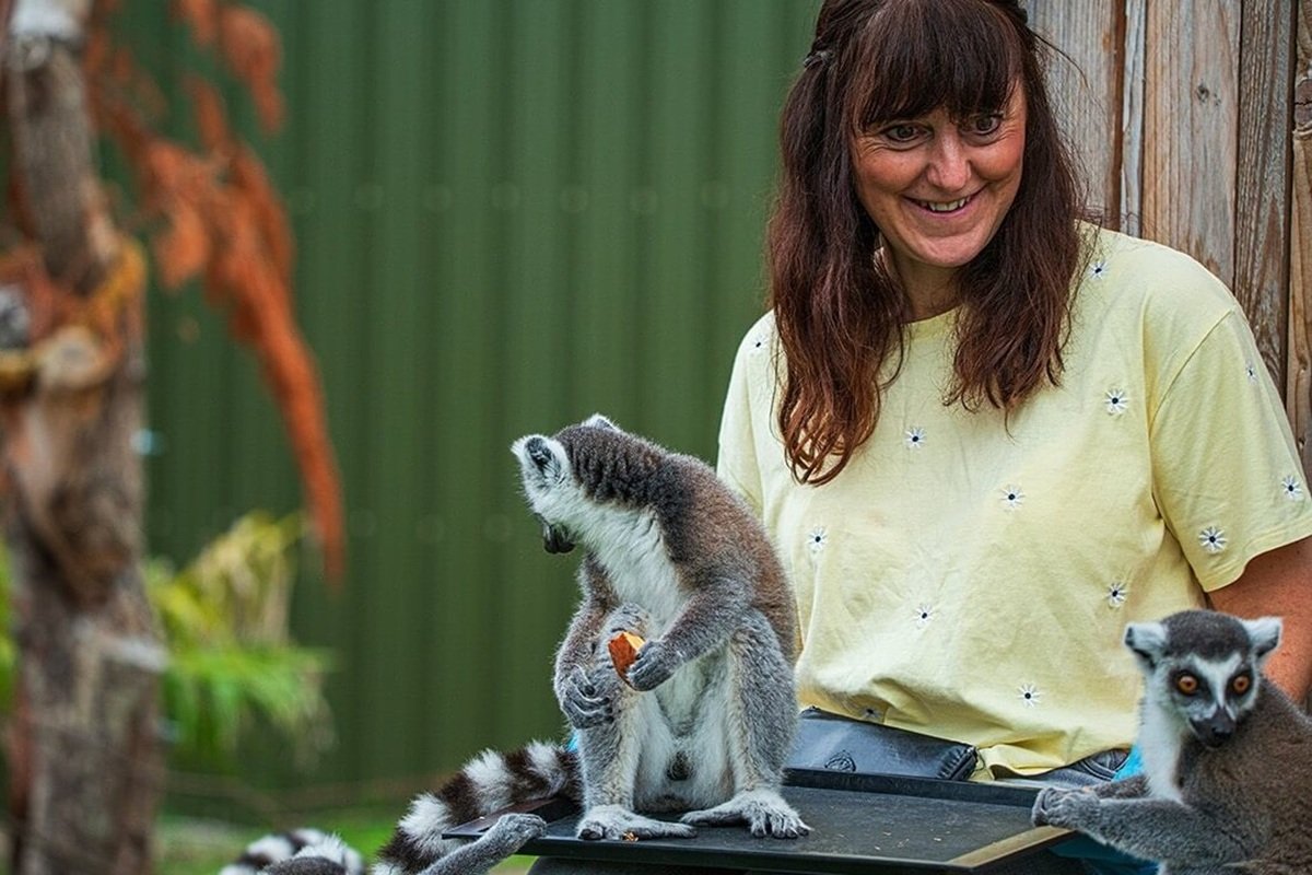Ring Tailed Lemur Experience for One in East Sussex