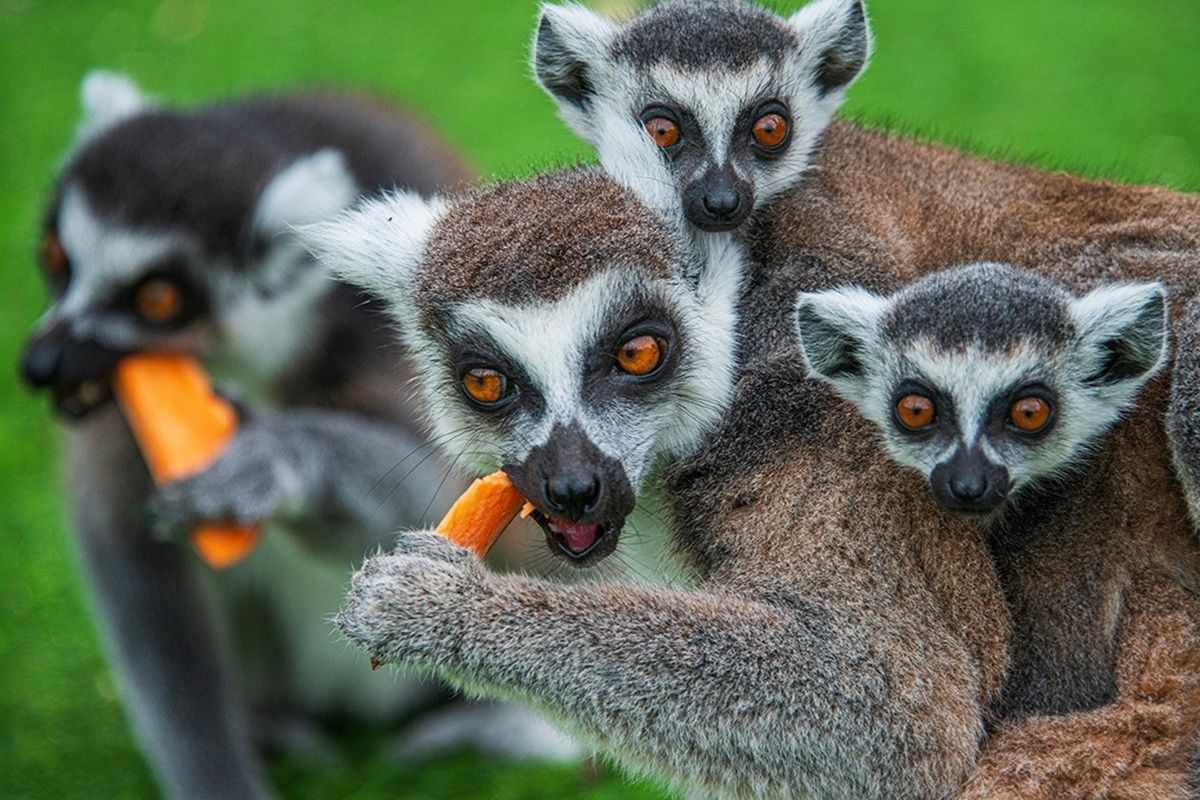 Ring Tailed Lemur Experience for One in East Sussex