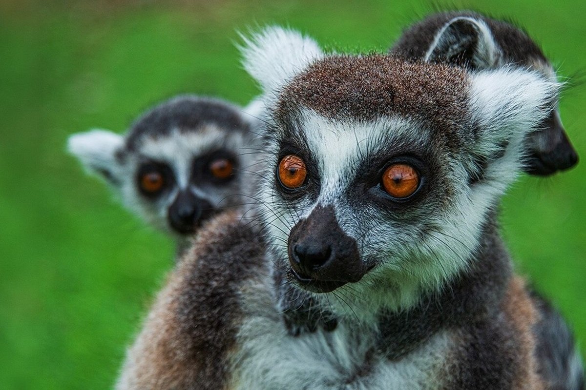 Ring Tailed Lemur Experience for Two in East Sussex
