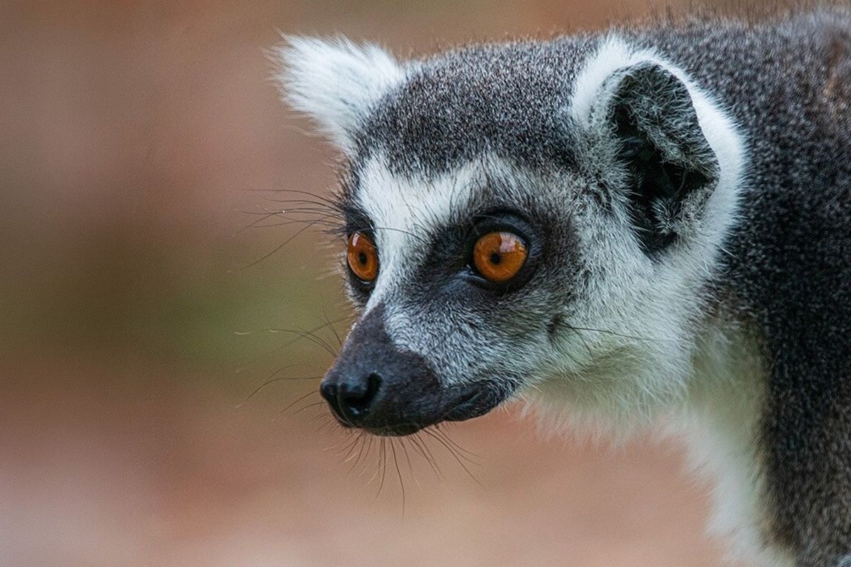 Ring Tailed Lemur Experience for Two in East Sussex