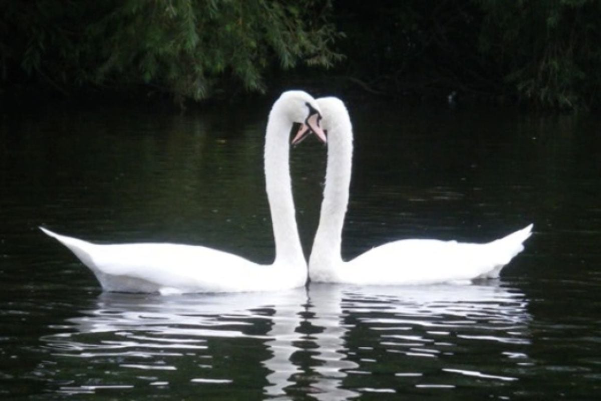 River Wye Guided SUP Tour