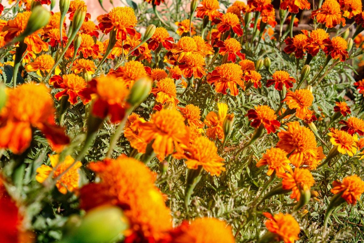 Scenic Photography Tour of Edinburgh