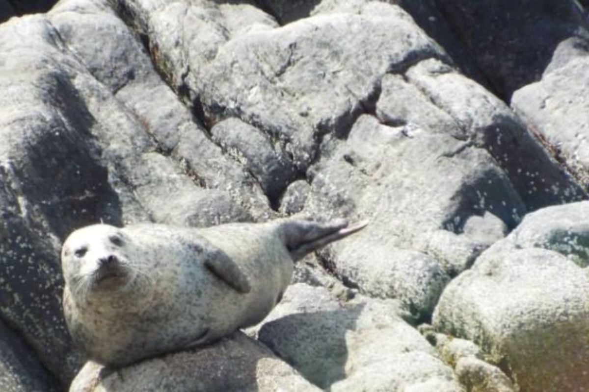 One Hour Scottish Wildlife Cruise of Mallaig