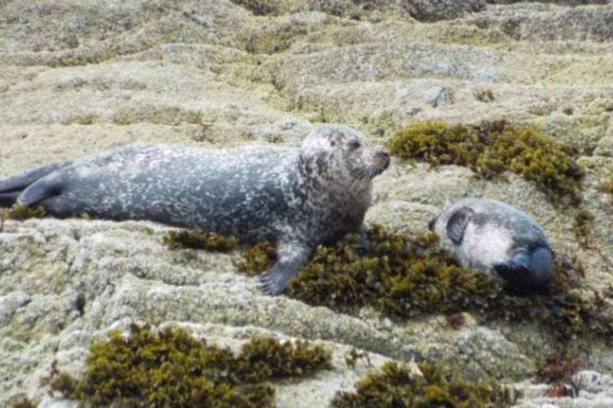 One Hour Scottish Wildlife Cruise of Mallaig