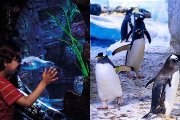 SEA LIFE London Aquarium With 2 Course Family Meal