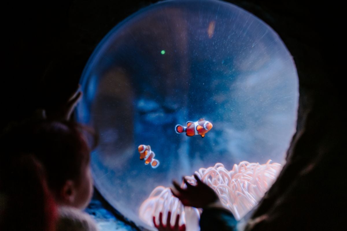 SEA LIFE London Aquarium Tickets with Meal for Four