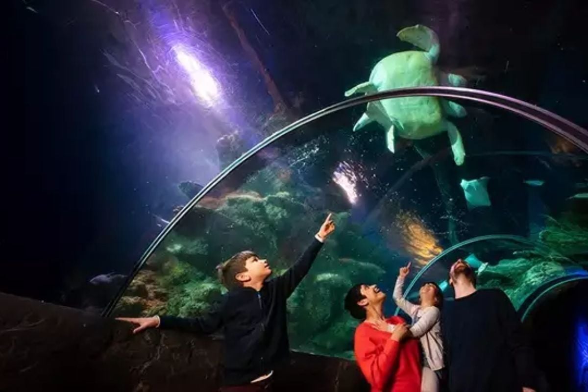 SEA LIFE London Aquarium Tickets Entry for Two