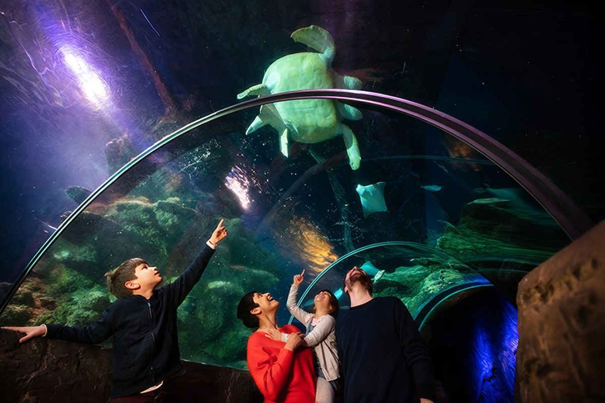 SEA LIFE London Aquarium Tickets and Meal for Three