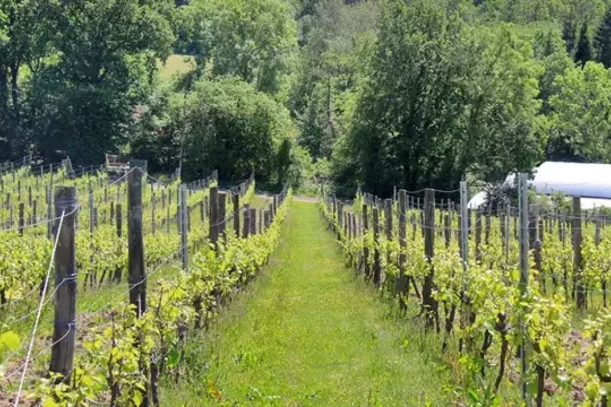 Sedlescombe Organic Vineyard Tour and Tasting with Lunch