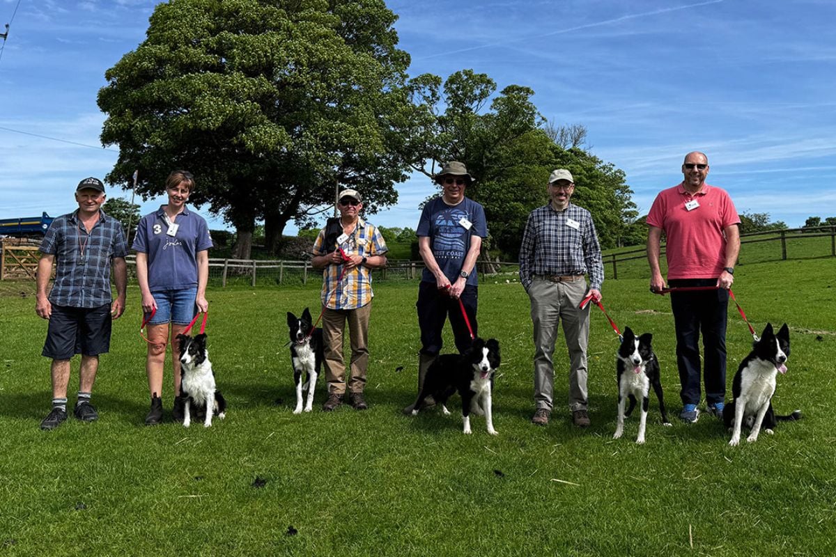 Sheepdog Experience