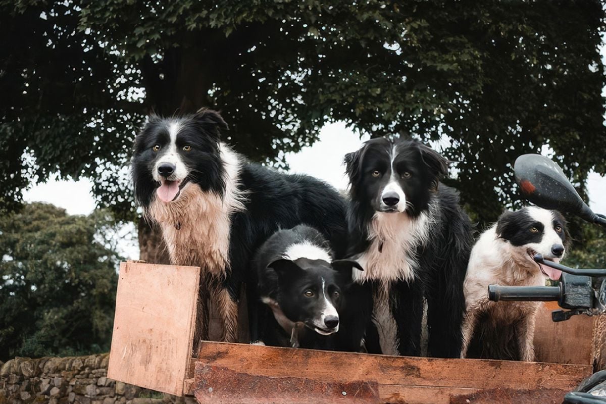 Sheepdog Experience