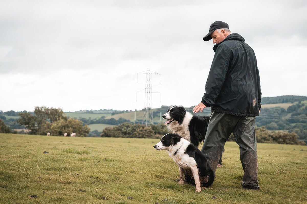 Sheepdog Experience