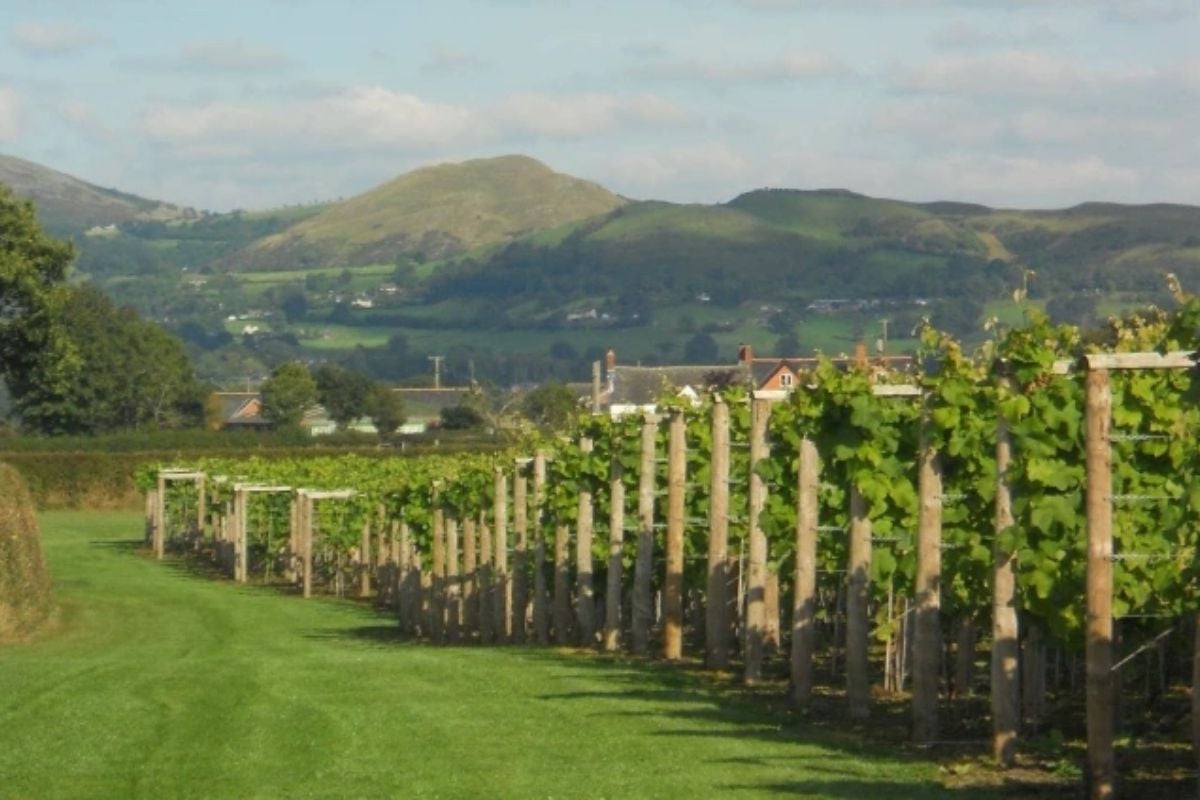 Shropshire Cheese And Wine Tour For Two