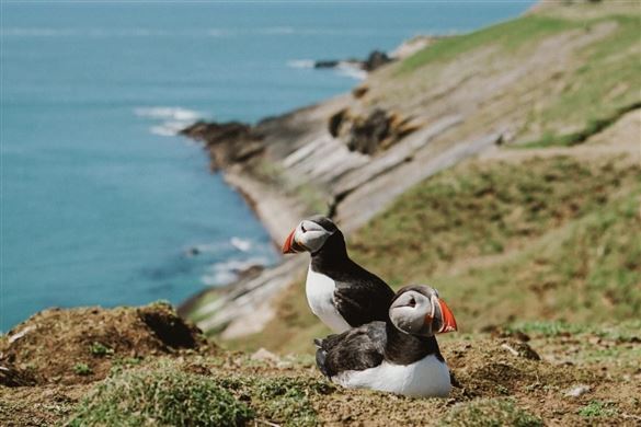 Skomer Island Voyage