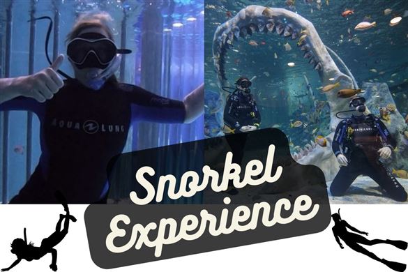 Snorkel Experience