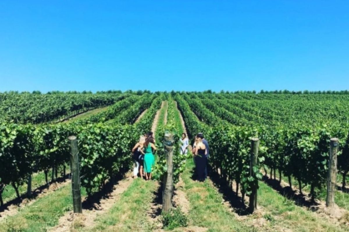 Sussex Vintage Bus Vineyard and Winery Tour from Brighton