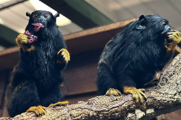 Tamarin Monkey Experience Essex