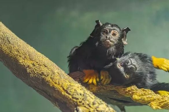 Tamarin Monkey Experience for Four People