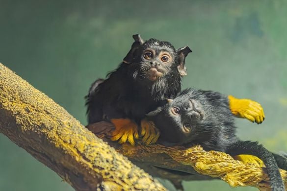 Tamarin Monkey Experience for Three People