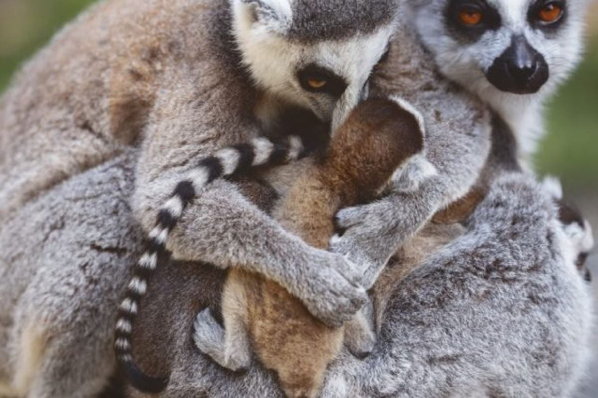 Tickets to Hoo Zoo & Dinosaur World (Family of Five Adults & Children)