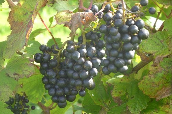 Anglesey Vineyard Tour and Tasting For Two