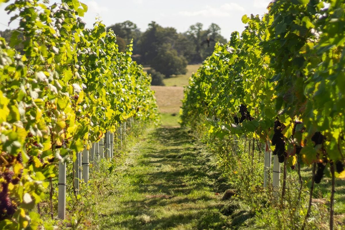 Nine Oaks Vineyard Tour and Tasting with Sharing Board