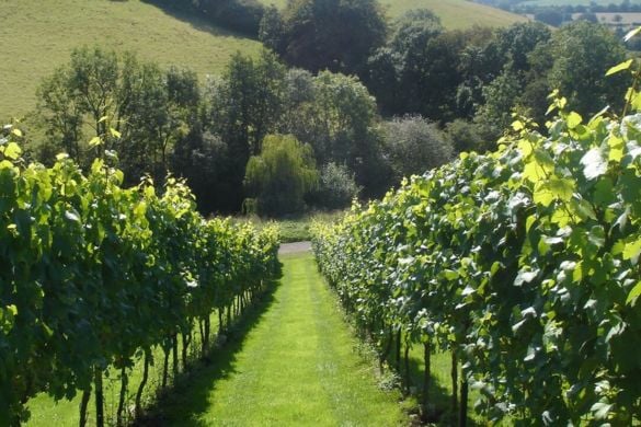 Vineyard Tour, Wine and Cider Tasting and Meal for Two